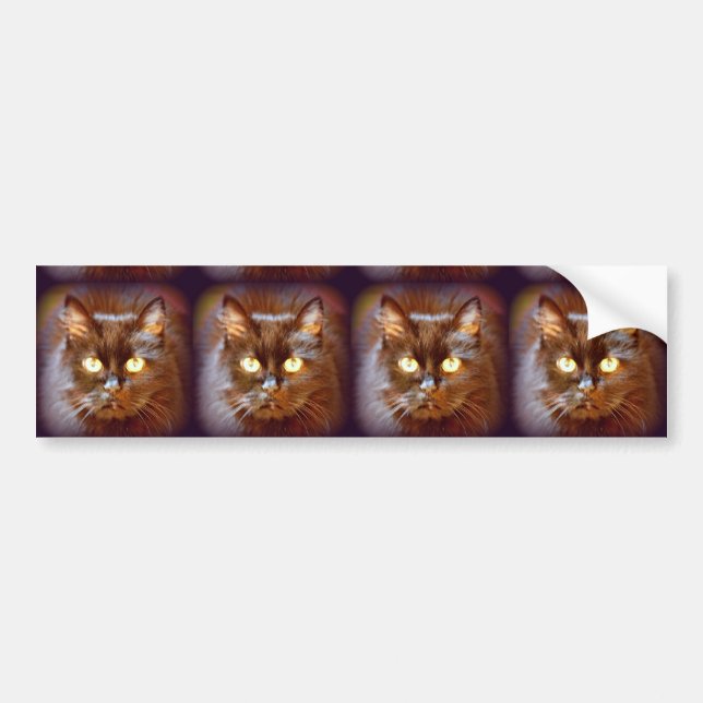 black cats bumper sticker (Front)