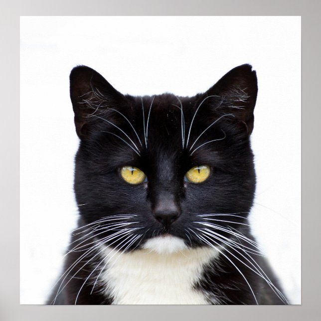 Black Cats Photo Poster (Front)