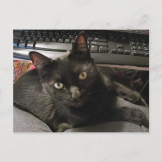 Black Cats Rock Postcard