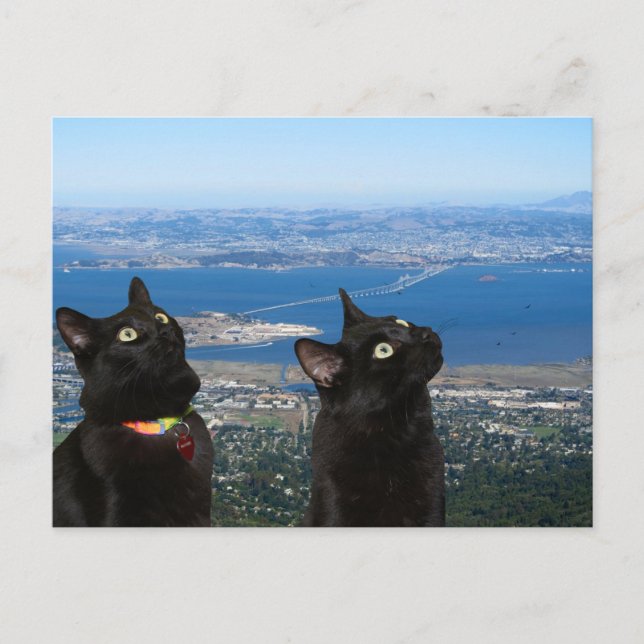 Black Cats View of San Quentin Prison Postcard (Front)