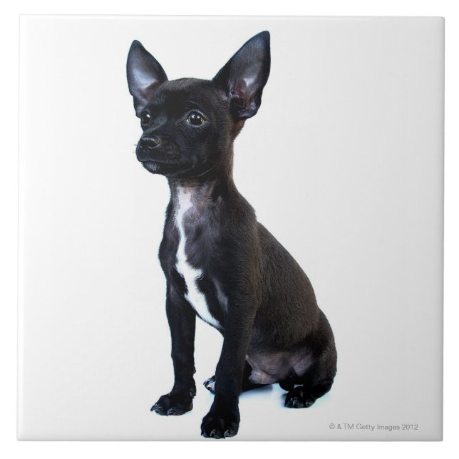 Black Chihuahua puppy Ceramic Tile (Front)