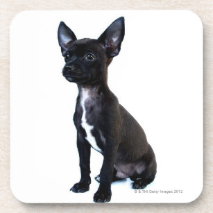 Black Chihuahua puppy Coaster