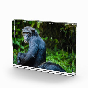 Black chimpanzee in the wild photo block