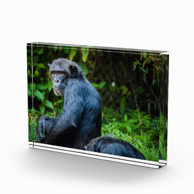 Black chimpanzee in the wild photo block (Right)