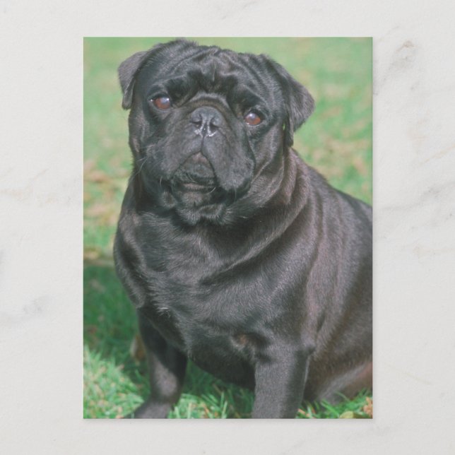 Black Chinese Pug Postcard (Front)