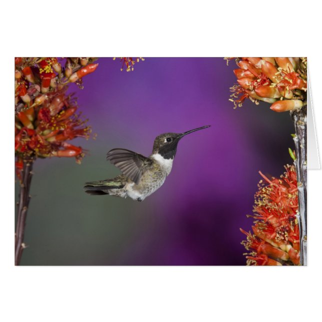 Black-chinned Humingbird, Archilochus alexandri, (Front Horizontal)