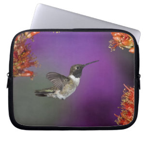 Black-chinned Humingbird, Archilochus alexandri, Laptop Sleeve