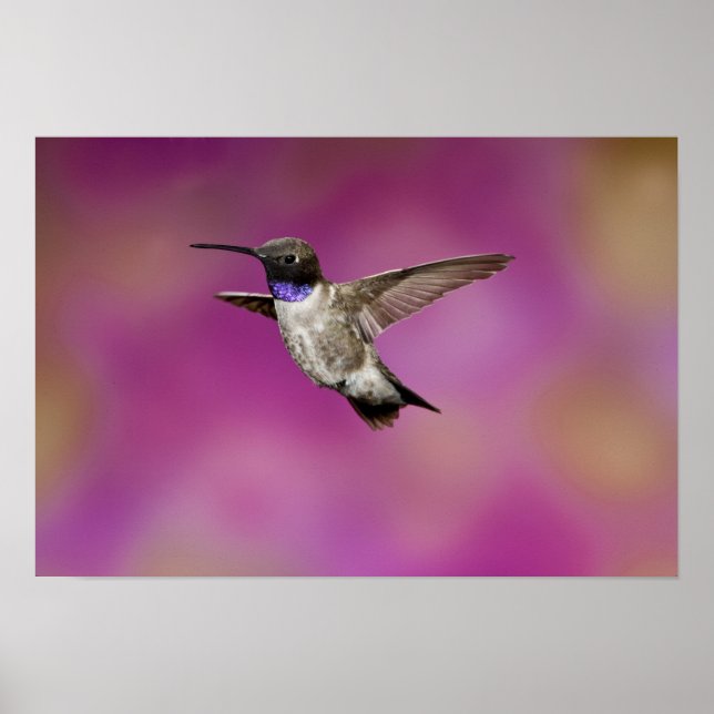 Black-chinned Hummingbird, Archilochus Poster (Front)
