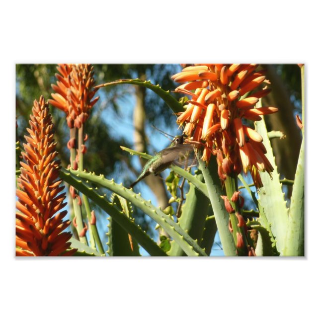 Black-Chinned Hummingbird in Flight Photo Print (Front)
