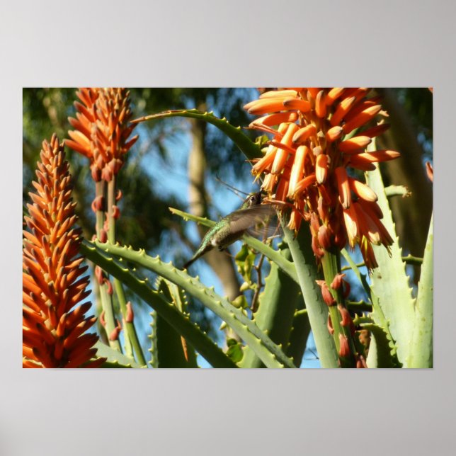 Black-Chinned Hummingbird in Flight Poster (Front)