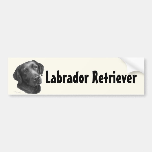 Black/Chocolate Labrador Retriever Bumper Sticker (Front)