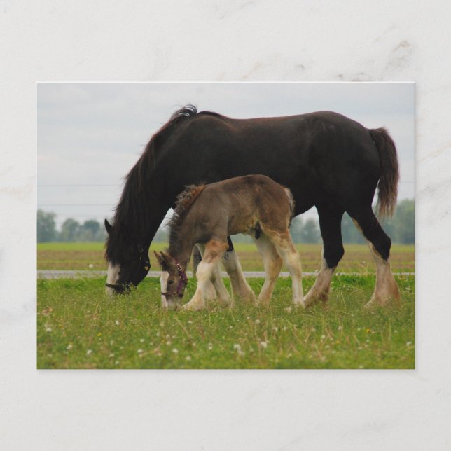 Black Clydesdale and Filly Postcard (Front)