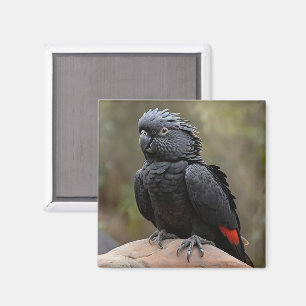 Black Cockatoo Magnet