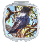 BLACK COCKATOO RURAL QUEENSLAND AUSTRALIA