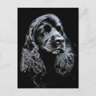 Black Cocker Spaniel Postcard