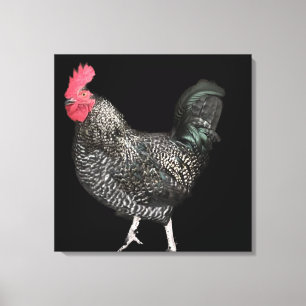 Black Cockerel No 4 Canvas Print