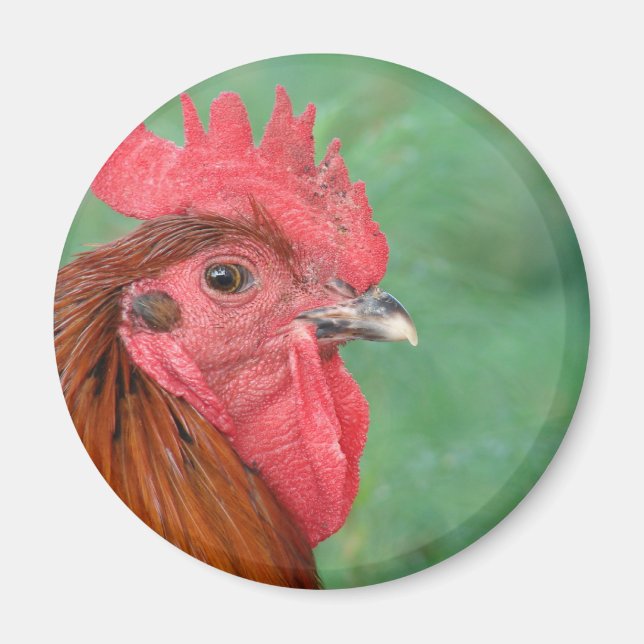 Black Copper Maran Rooster Magnet (Front)