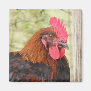 Black Copper Maran Rooster Magnet