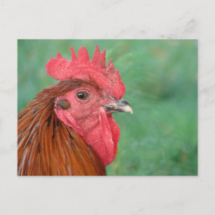 Black Copper Maran Rooster Postcard