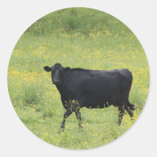 Black Cow_0075 Classic Round Sticker