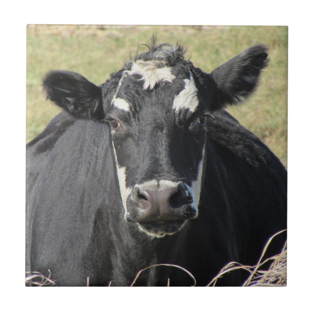 Black Cow Ceramic Tile (Front)
