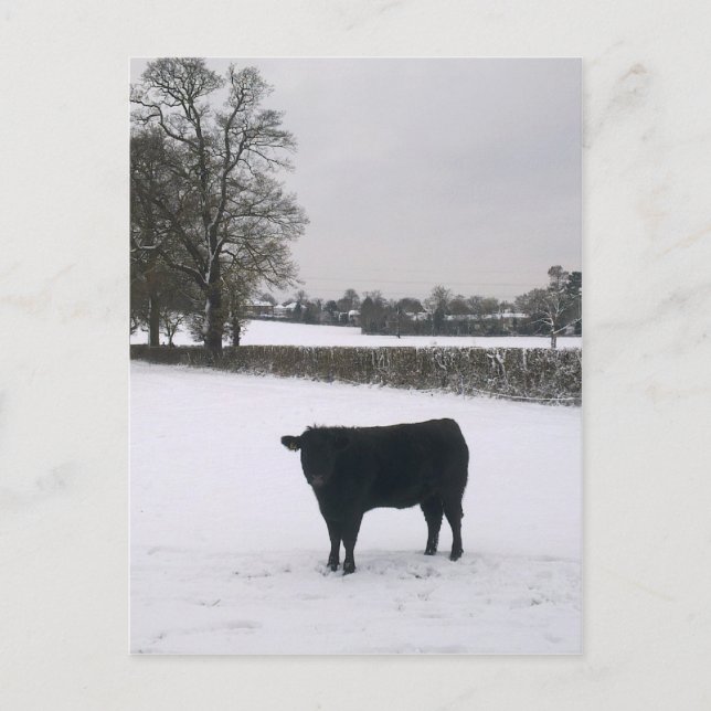 Black Cow in Snow Postcard (Front)