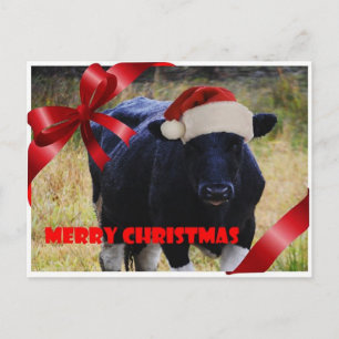 Black Cow Merry Christmas Postcard