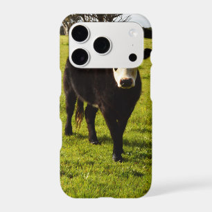 Black Cow With White Face And Mohawk,