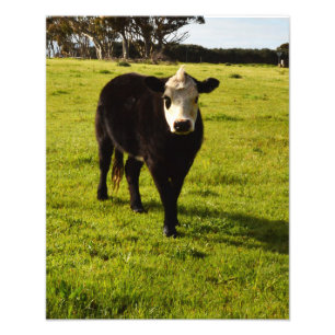 Black Cow With White Face And Mohawk, Photo Print