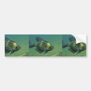 Black crappie bumper sticker