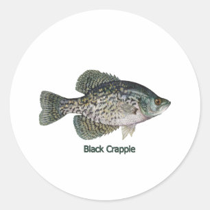 Black Crappie (titled) Classic Round Sticker