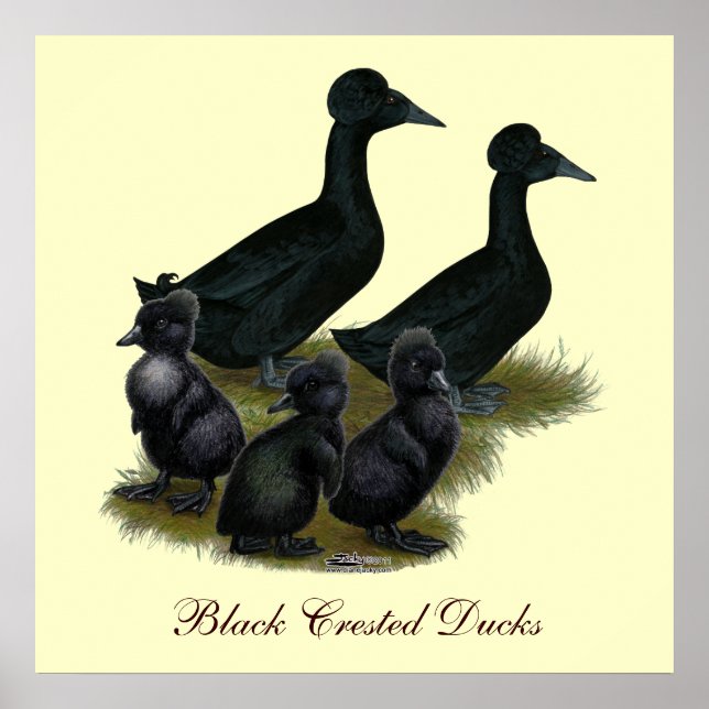 Black Crested Duck Family Poster (Front)