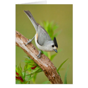 Black-Crested Titmouse
