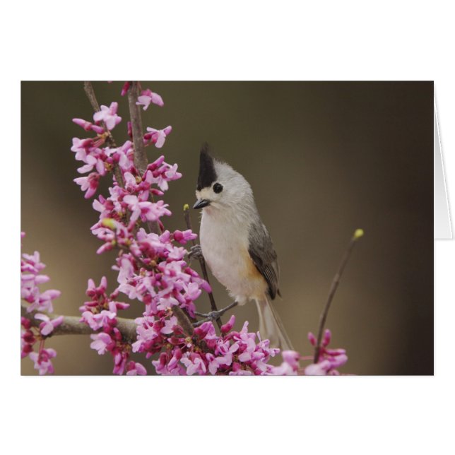Black-crested Titmouse, Baeolophus (Front Horizontal)