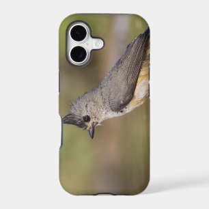 Black-crested Titmouse, Baeolophus