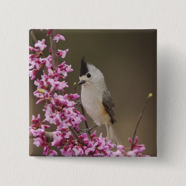 Black-crested Titmouse, Baeolophus 15 Cm Square Badge (Front)