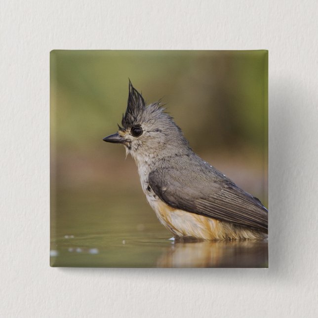 Black-crested Titmouse, Baeolophus 15 Cm Square Badge (Front)