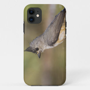 Black-crested Titmouse, Baeolophus iPhone 11 Case