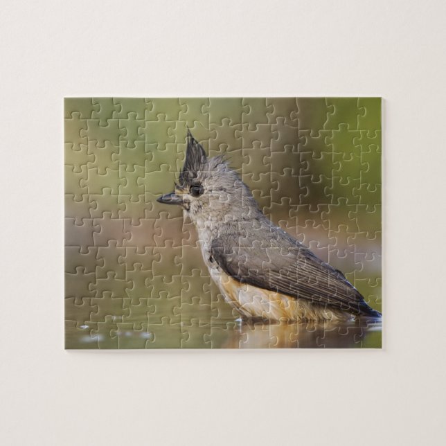 Black-crested Titmouse, Baeolophus Jigsaw Puzzle (Horizontal)