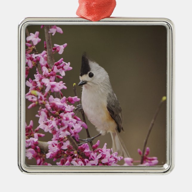 Black-crested Titmouse, Baeolophus Metal Tree Decoration (Front)