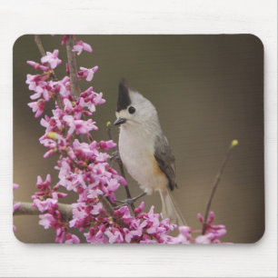 Black-crested Titmouse, Baeolophus Mouse Pad
