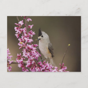 Black-crested Titmouse, Baeolophus Postcard