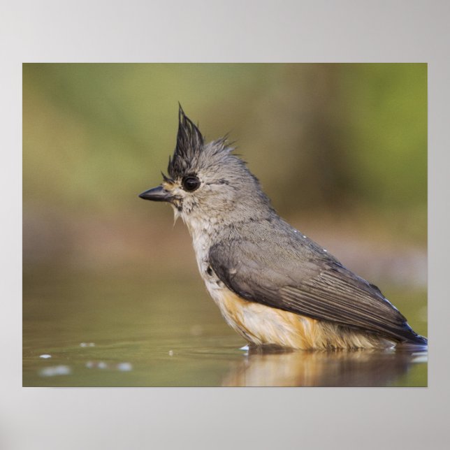 Black-crested Titmouse, Baeolophus Poster (Front)