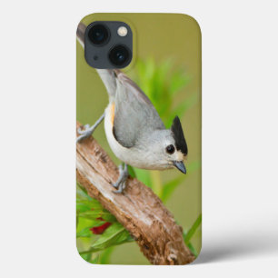 Black-Crested Titmouse iPhone 13 Case