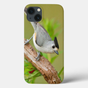 Black-Crested Titmouse iPhone 13 Case