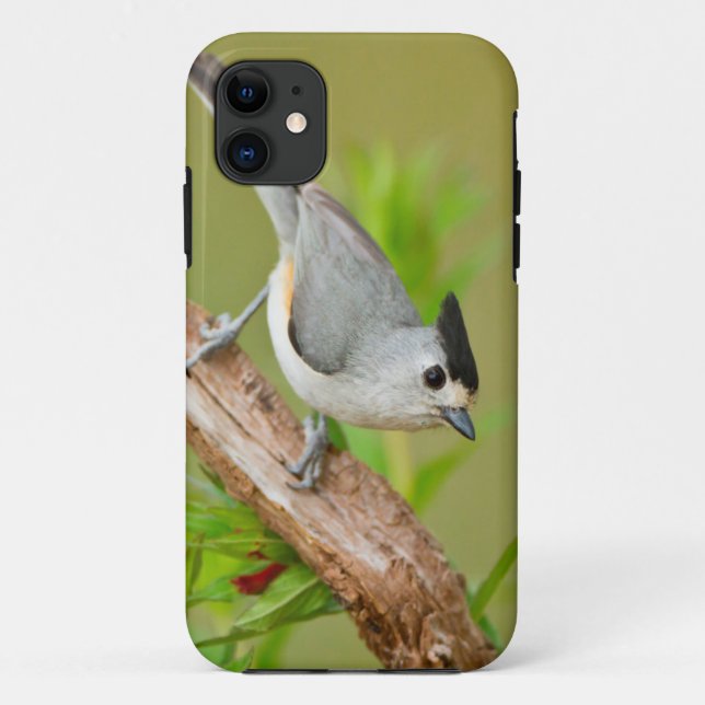 Black-Crested Titmouse Case-Mate iPhone Case (Back)