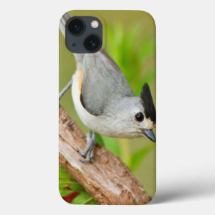 Black-Crested Titmouse iPhone 13 Case
