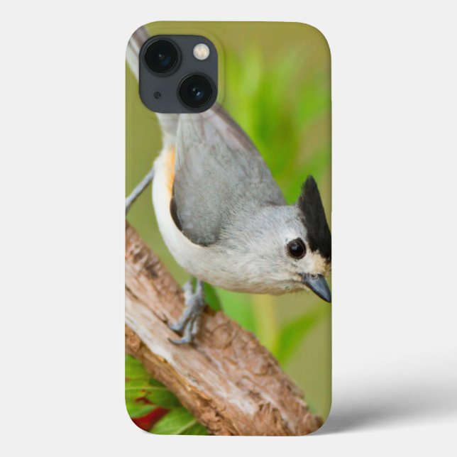 Black-Crested Titmouse Case-Mate iPhone Case (Back)