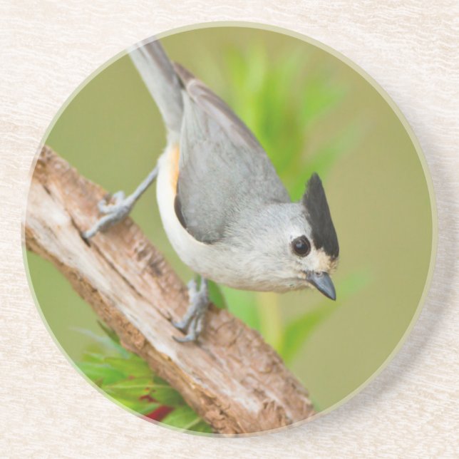 Black-Crested Titmouse Coaster (Front)