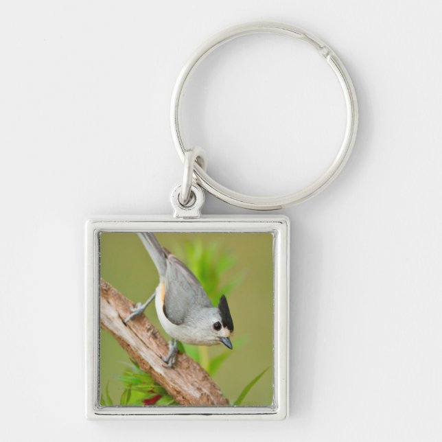 Black-Crested Titmouse Key Ring (Front)